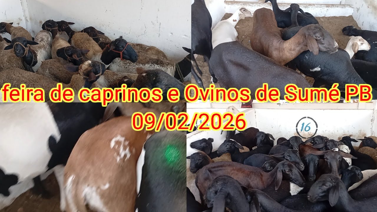 Feira de caprinos e Ovinos de Sumé PB 09/02/2026