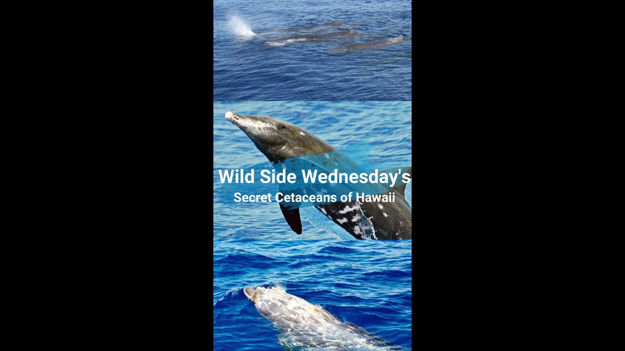 Wild Side Wednesday's Secret Cetaceans of Hawaii