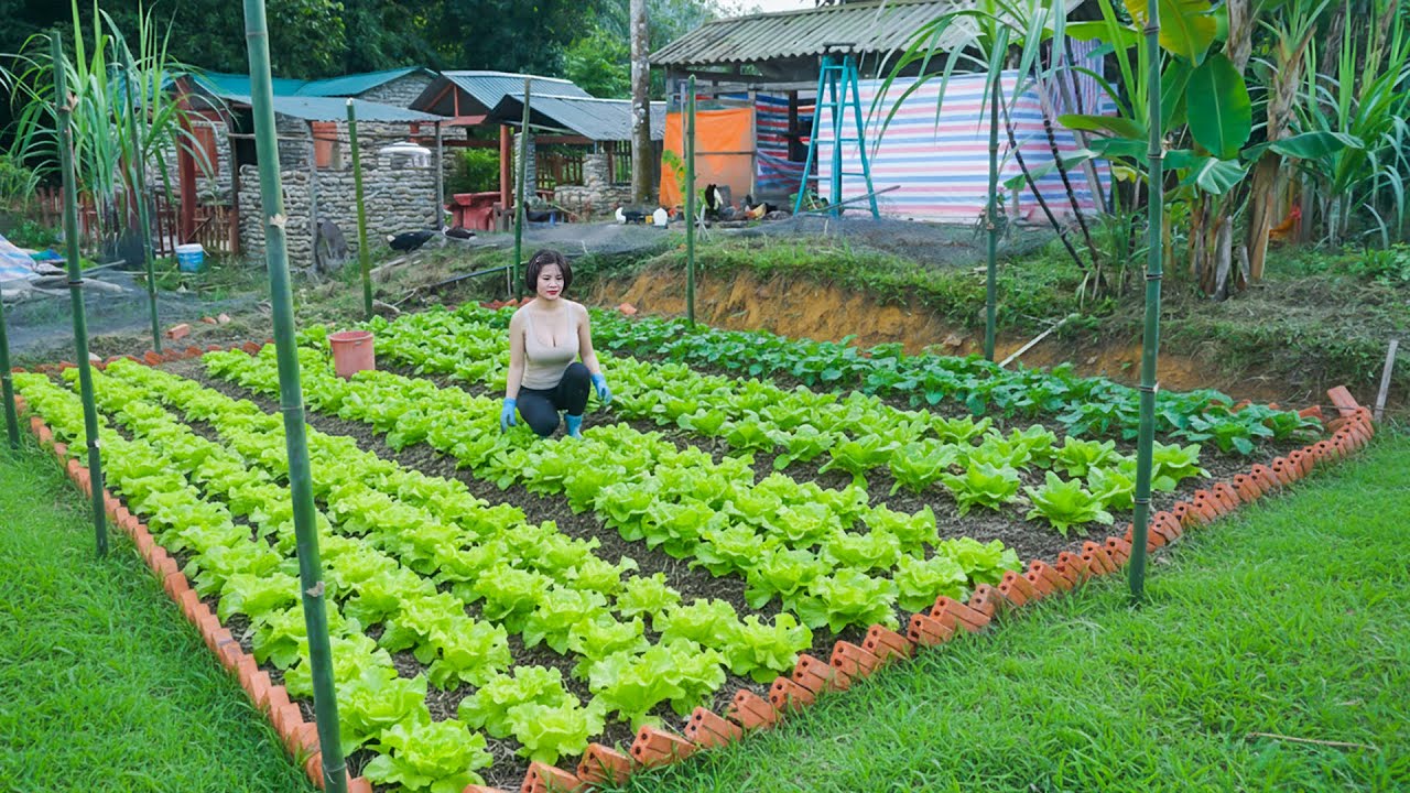 DIY Vegetable Garden - Transforming Empty Land into a Lush Vegetable Garden. Live with nature