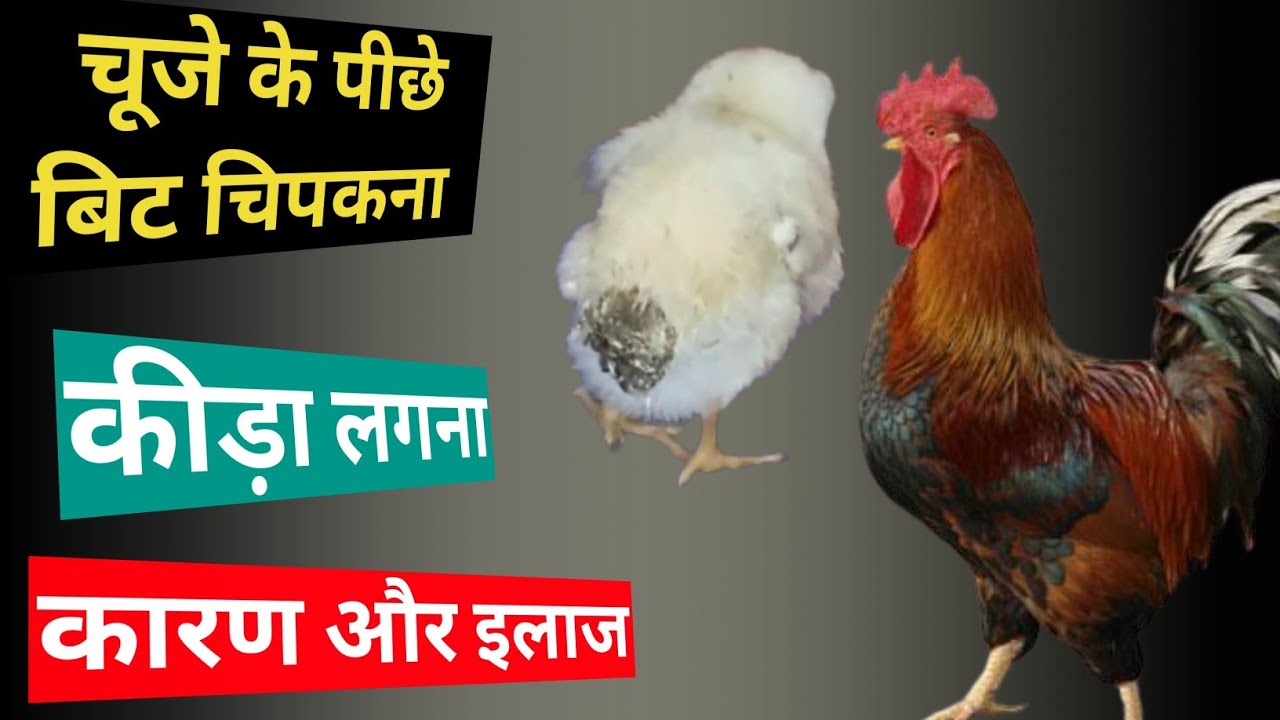 चूजे के पिछे बिट चिपकना । Chuje Ke Pichhe Beat Chipkna । Deshi Murgi Palan Hindi । Poultry Farming ।