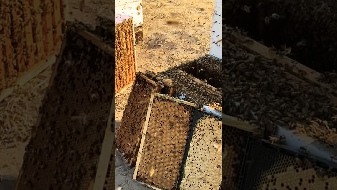 Bricks of brood 