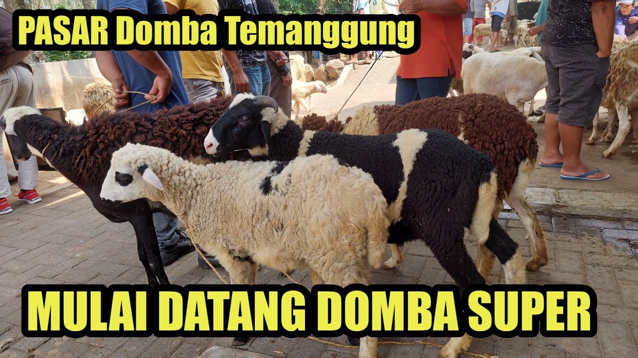 COMBACK PASAR HEWAN TEMANGGUNG MULAI DATANG DOMBA SUPER DAN HARGANYA