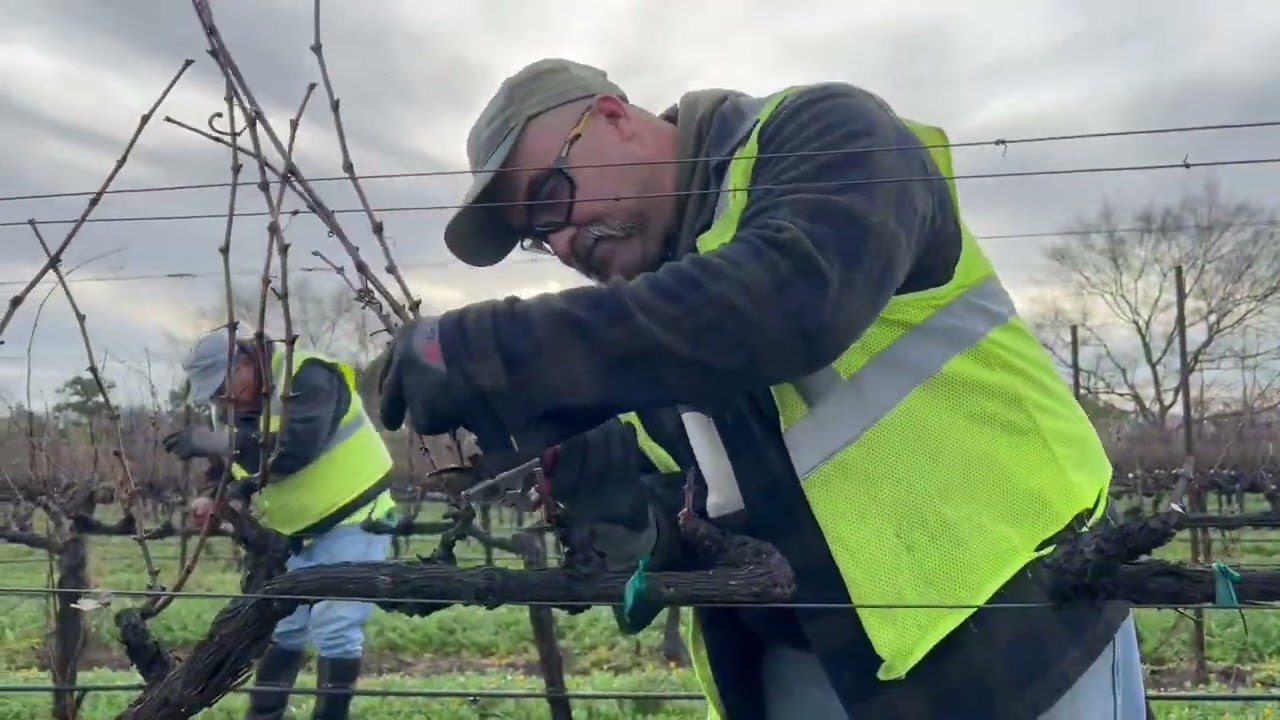 Pruning: Cordon Trained / Spur Pruned