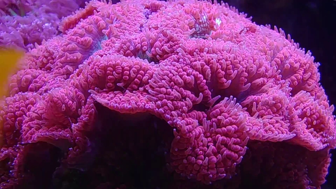 Blastomussa,Duncanopsammia,Clavularia papaya. LPS and soft coral.