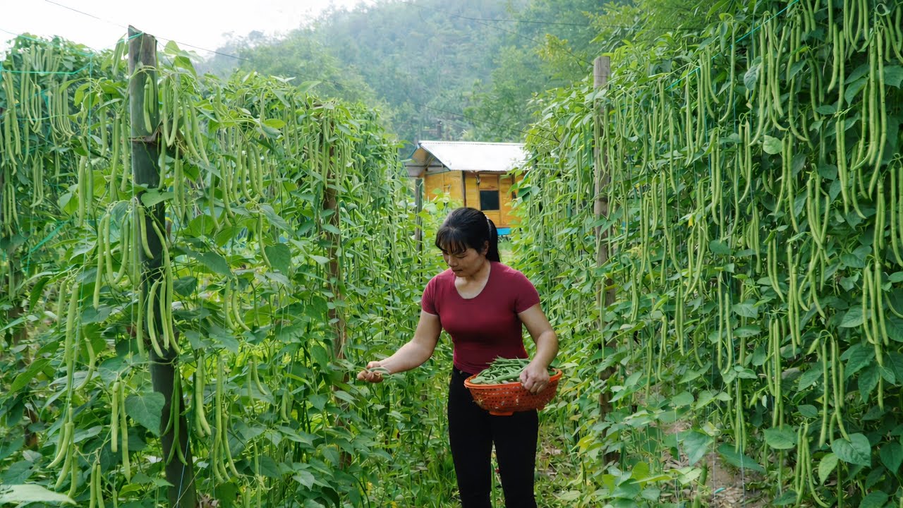 Harvesting the climbing beans from the garden to sell at the market and build a farm.