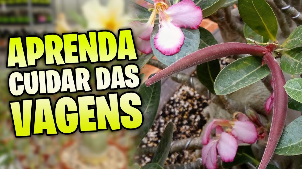 ✅Guia Completo para Cuidar das Suas Vagens de ROSA DO DESERTO