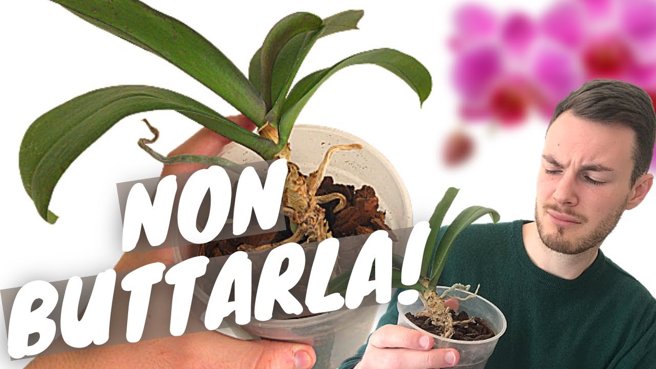 ORCHIDEA DISIDRATATA SENZA RADICI | idro-terapia, pulizia radici, rinvaso e update