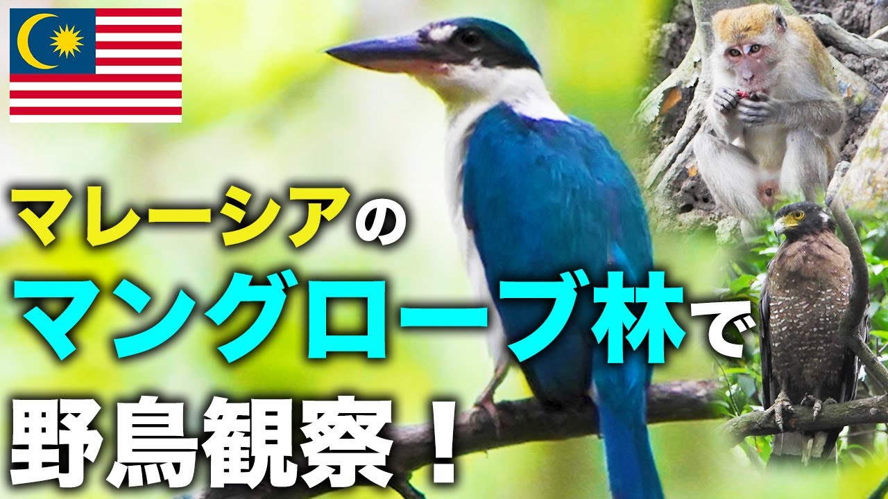 【海外野鳥観察】マレーシアのマングローブ林にはどんな野鳥がいる？解説付き野鳥撮影Vlog#5