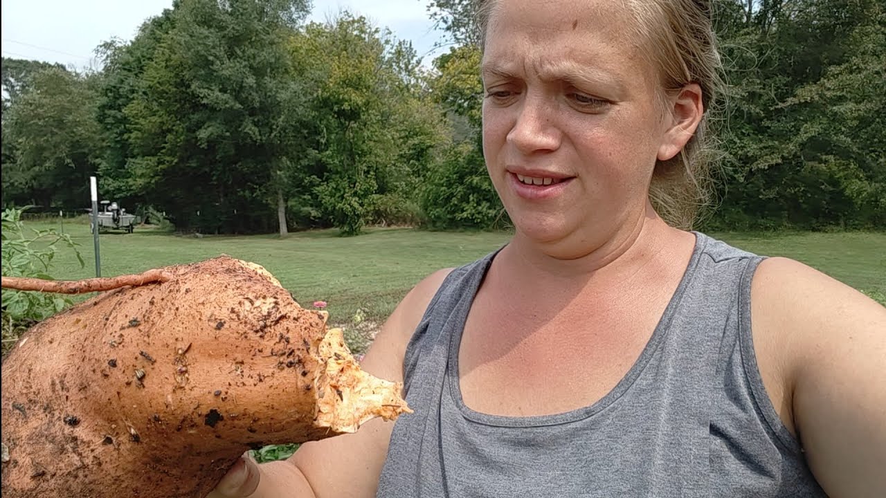 Sweet Potato Harvest #2 (is planting whole potatoes successful?)