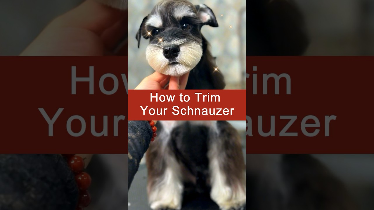 How to Trim Your Schnauzer. #doggroomingtips #doggrooming #dogtrimming #schnauzer #lovedogs