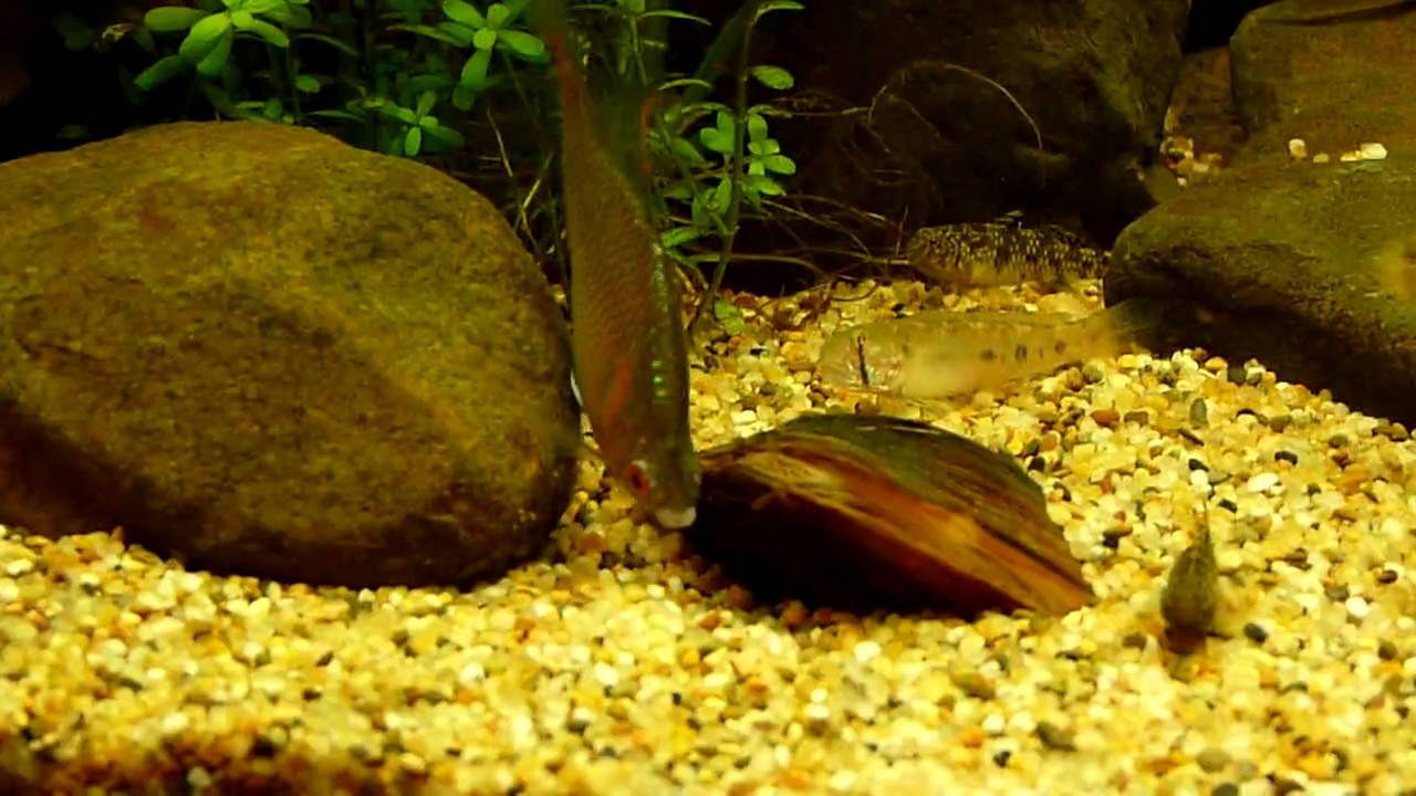 母魚產卵成功,公魚馬上加工.MOV