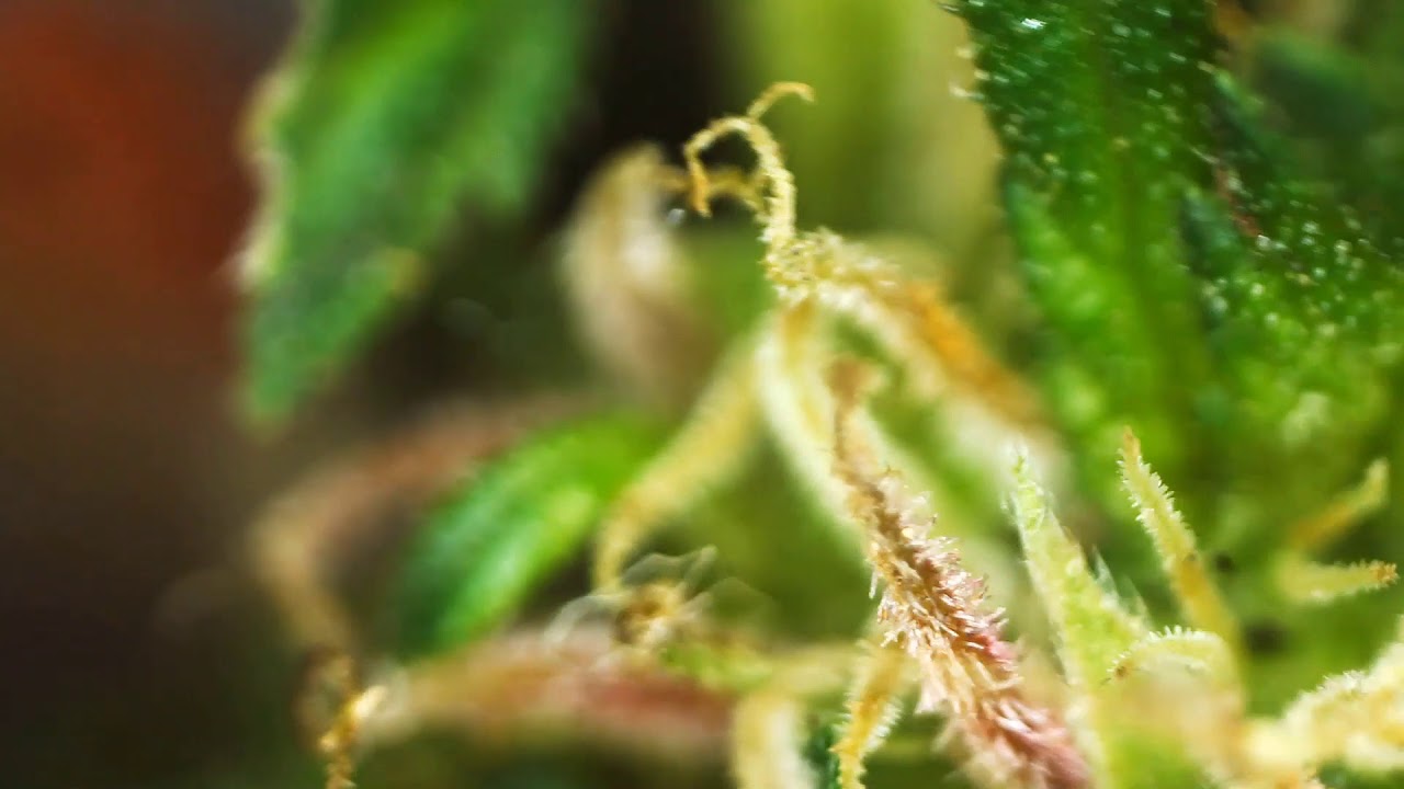 STICKY WEED CLOSE UP IN HD ..AMAZING VIDEO