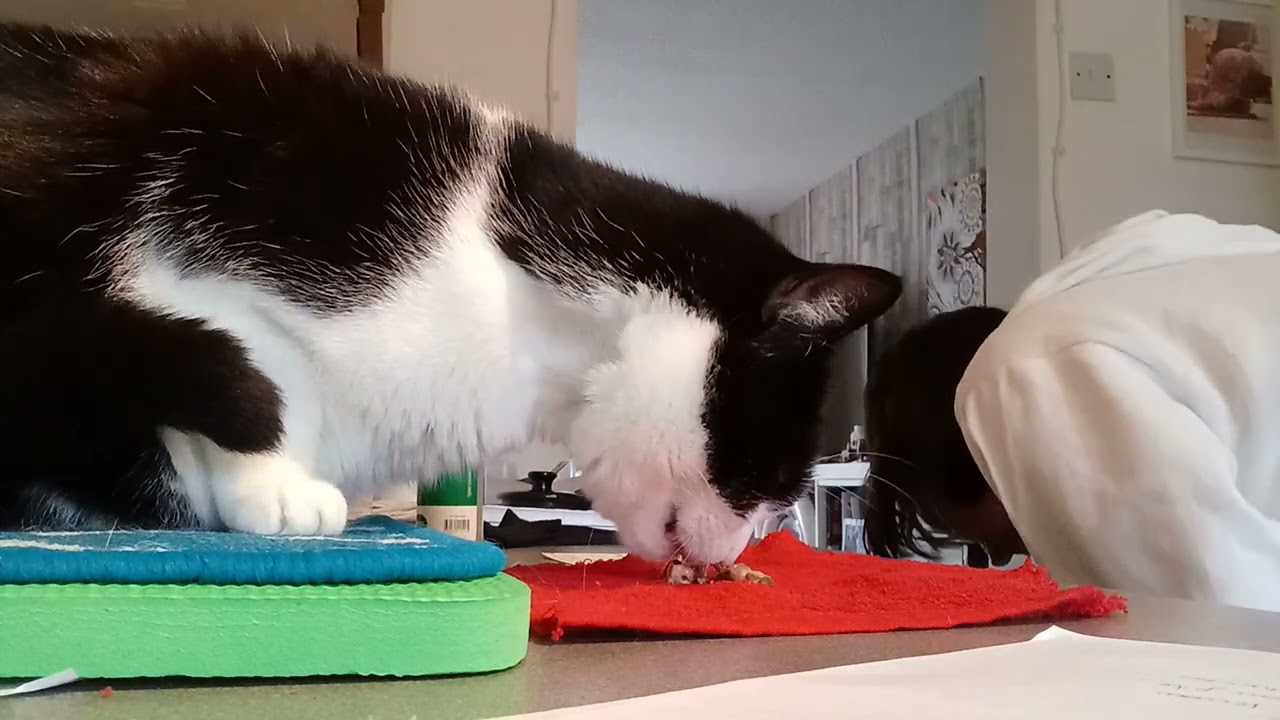 Come dare le pillole e medicine ai gattini senza traumatizzarli!!