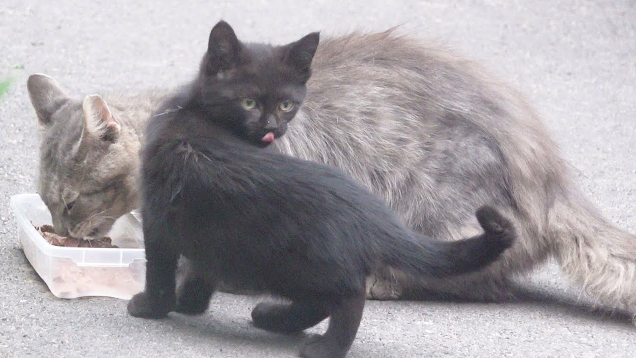 Mama Cat Finally Trusts Me After Weeks of Feeding Her & Her Kittens!