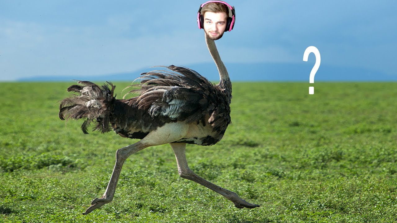IS THAT AN OSTRICH!? (AW)
