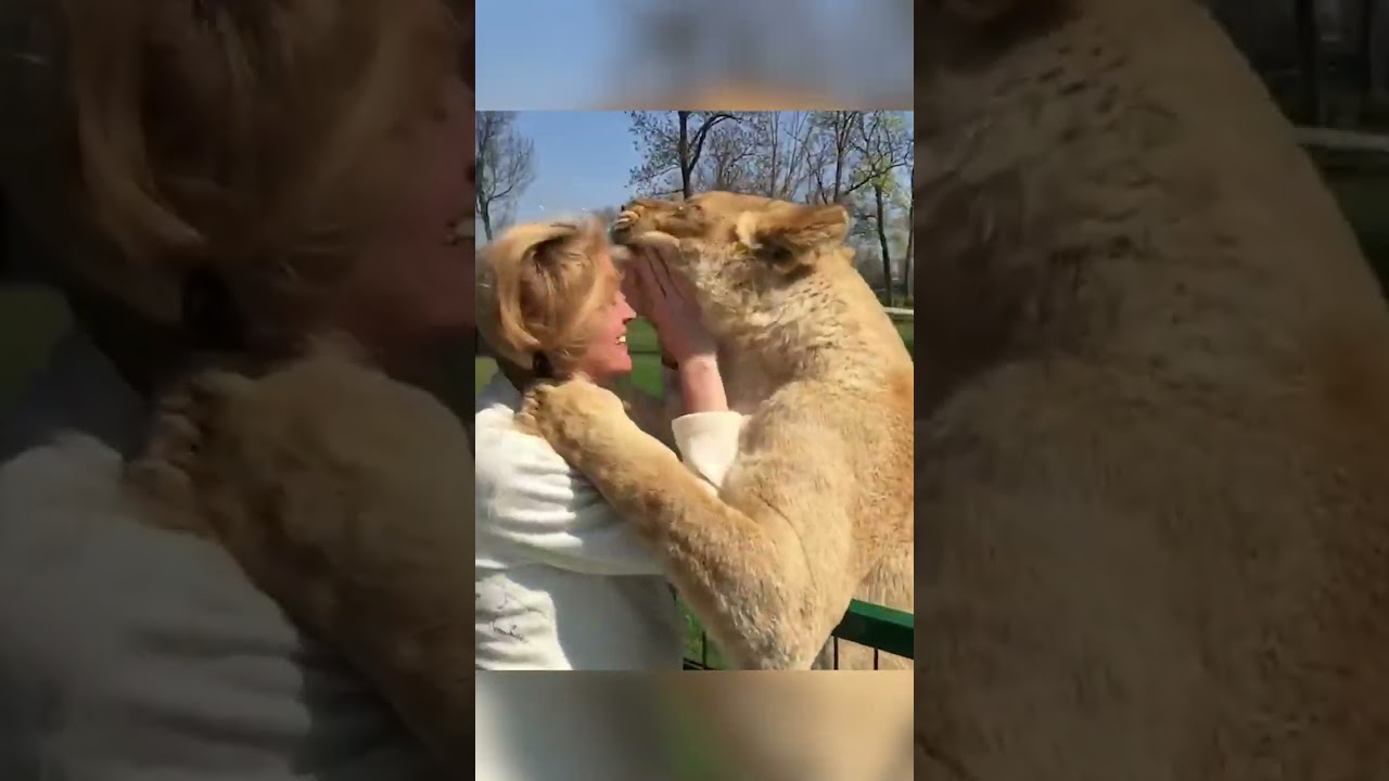 Amazing Lions Reunite with Woman!