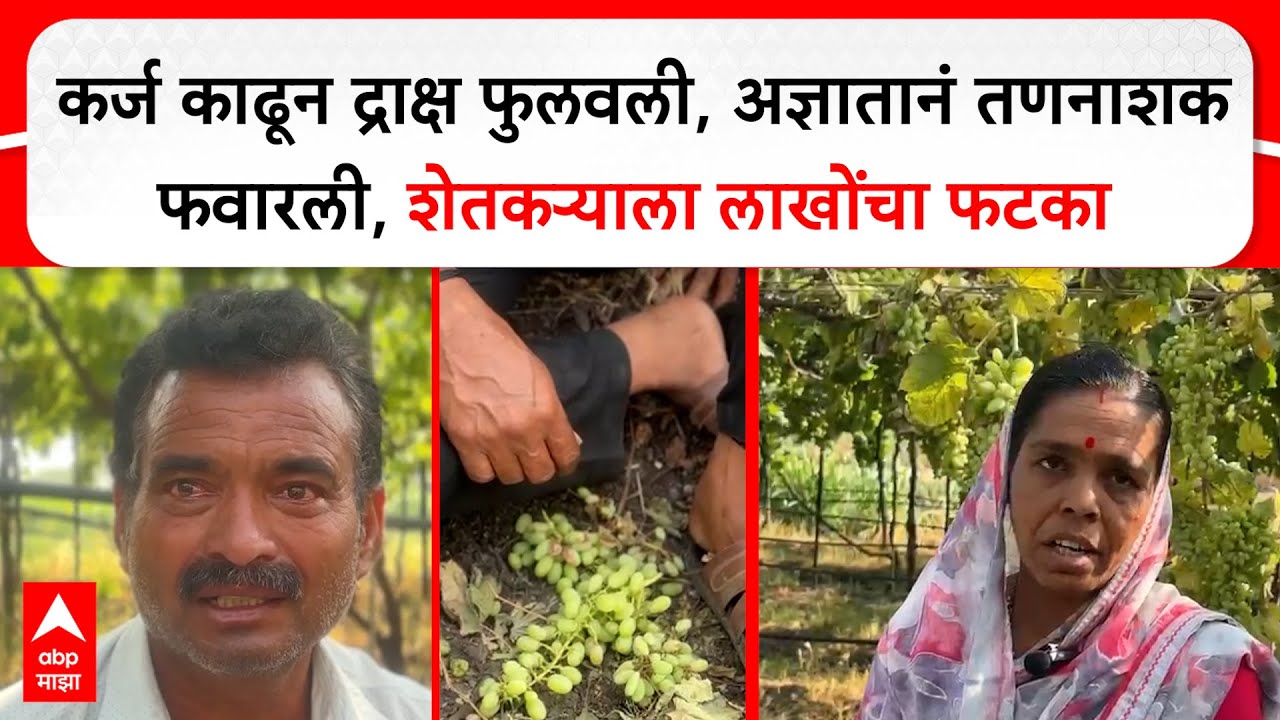 Madha Farmer Loss : कर्ज काढून द्राक्ष फुलवली, अज्ञातानं तणनाशक फवारली, लाखोंचा फटका, अश्रू अनावर
