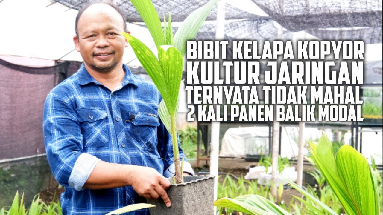 Benih / Bibit Kelapa Kopyor Kultur Jaringan Ternyata Tidak Mahal