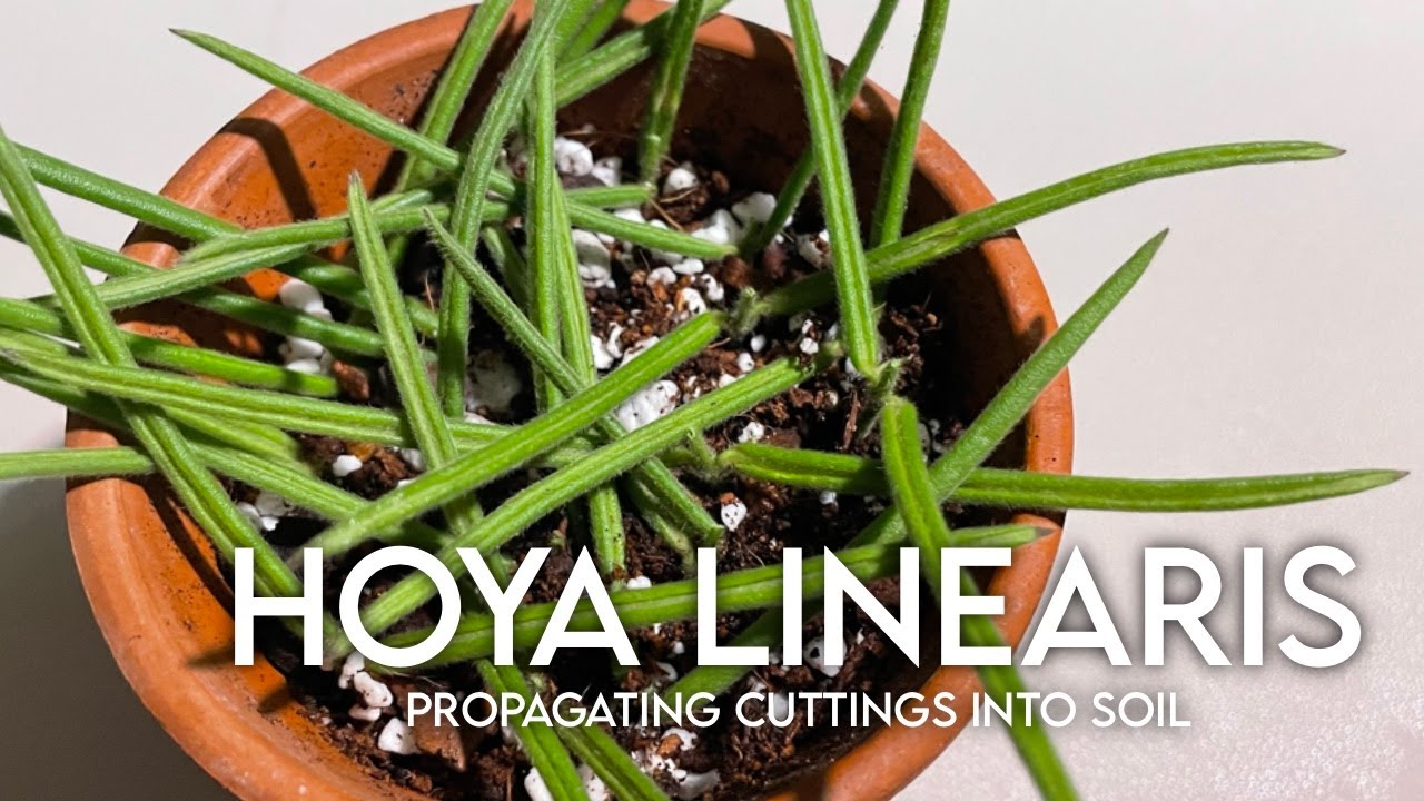 How to propagate Hoya Linearis in soil