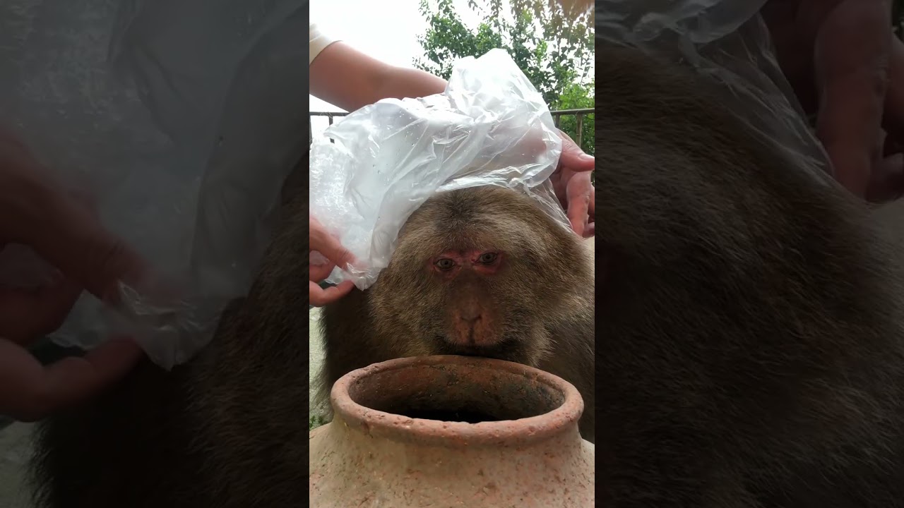 Xingxing Is So Happy Today #Monkey #Monkey #Xingxing #Cute #Lovely