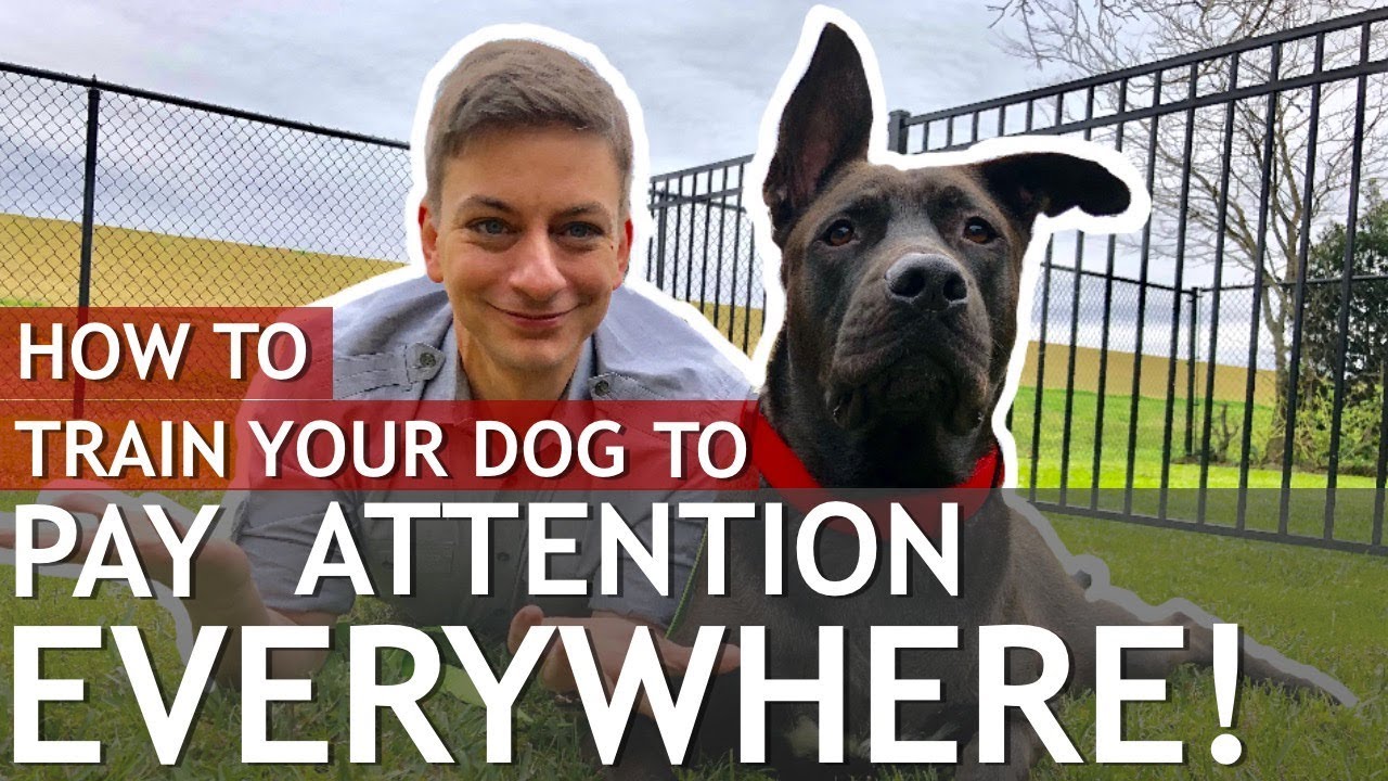 How to Train a Dog That Won&rsquo;t Pay Attention to You (Train a distracted dog)