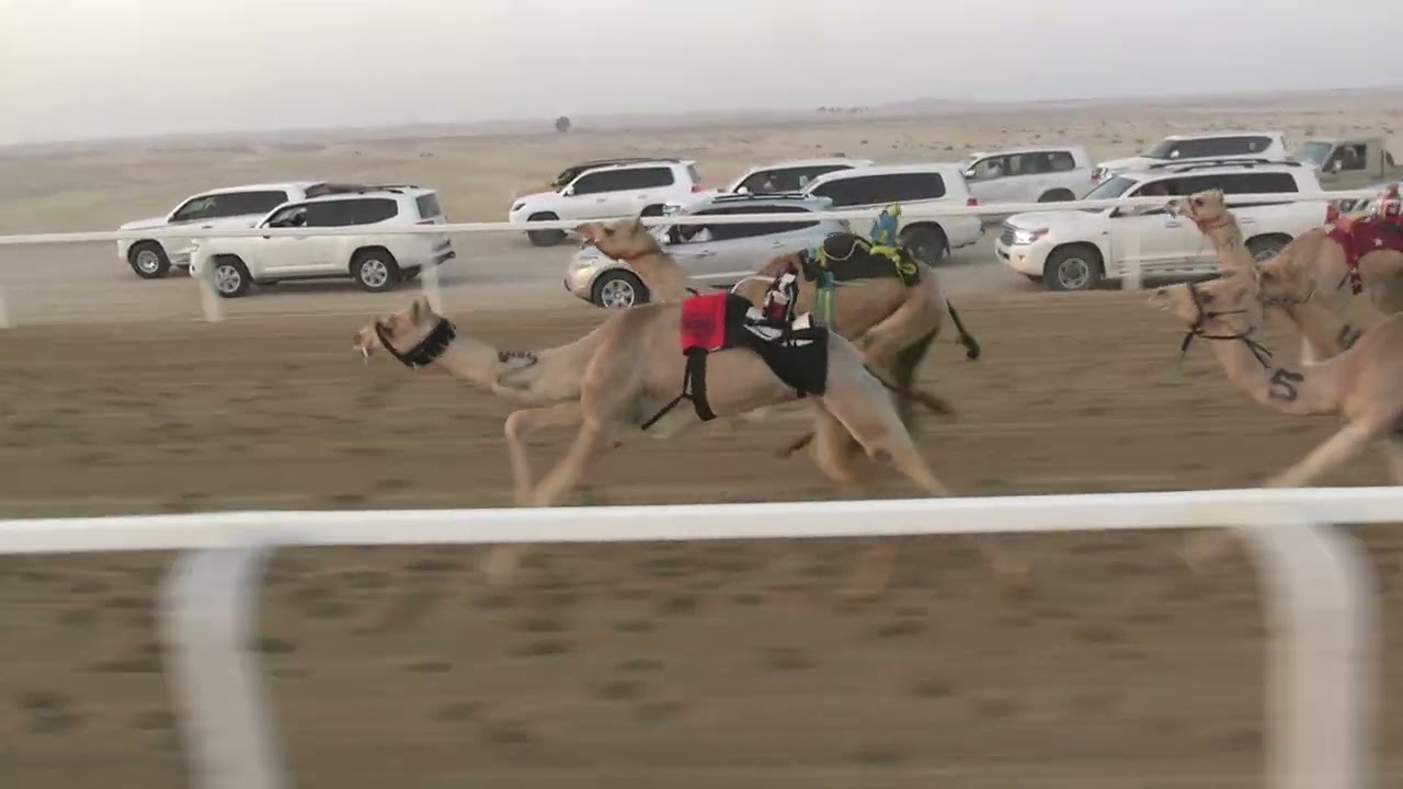 الشوط 3 ♡(  شواهين ) للسيد : محسن محمد شليل المزروعي التوقيت 2.21.18
