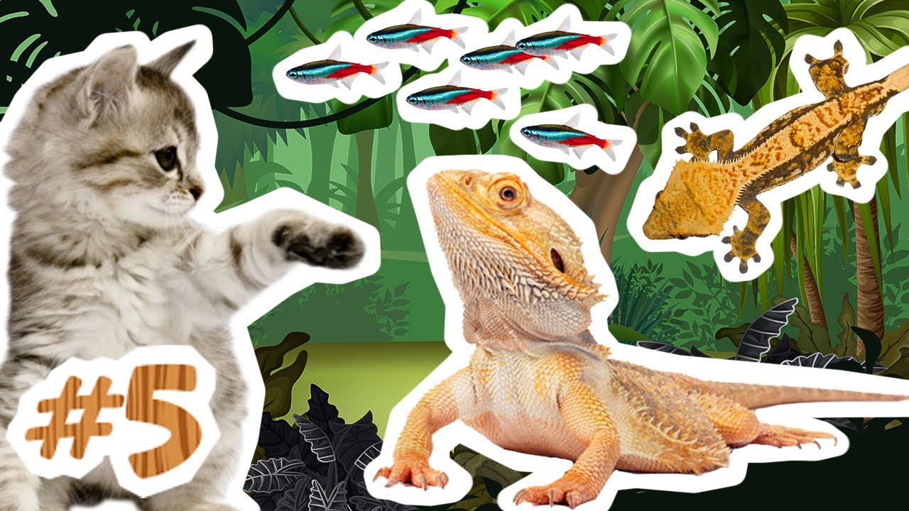 Baardagaam En Wimpergekko Bekijken & Terrarium Bouwen | Avontuur 5
