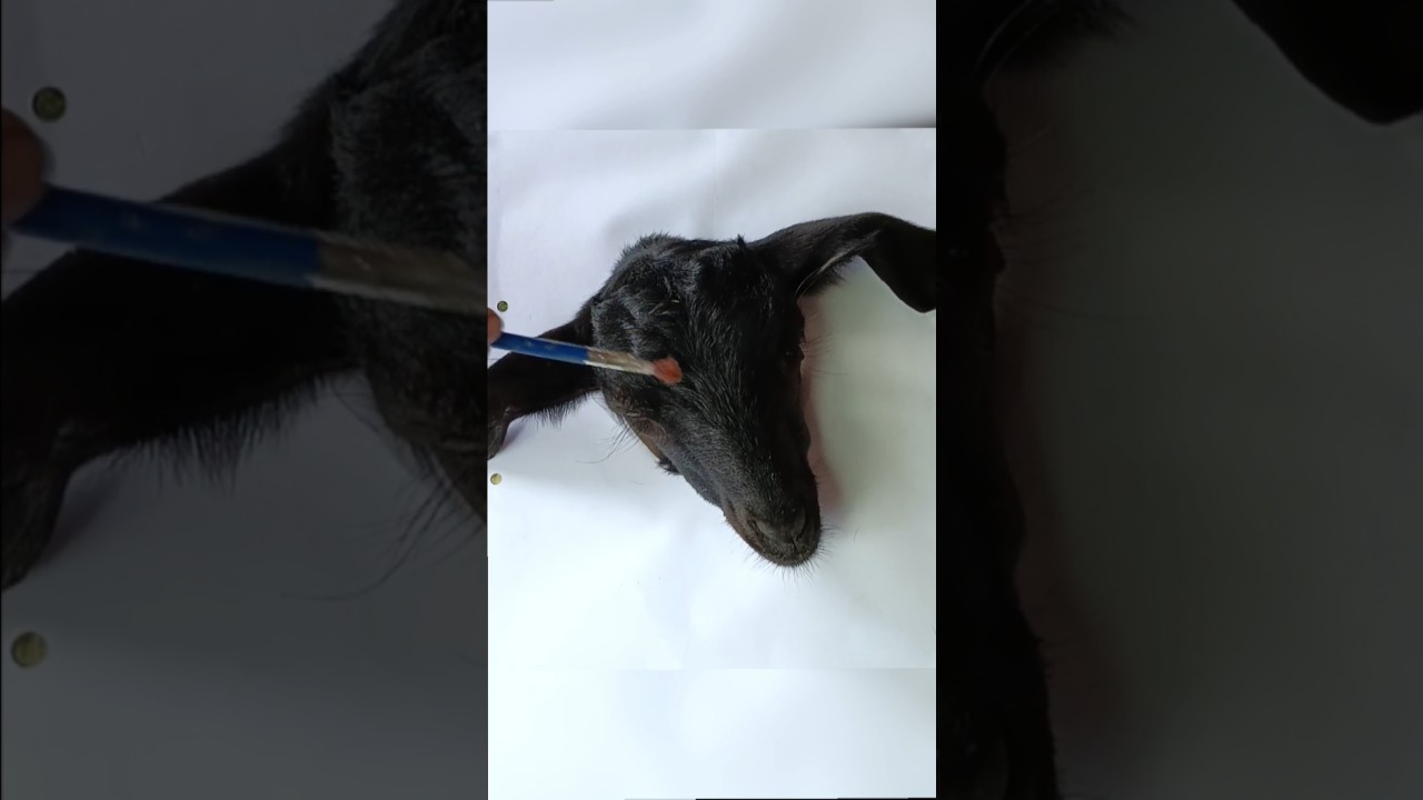 How To Paint A🤣 Realistic Goat 🐐|| #shorts #goat #drawing