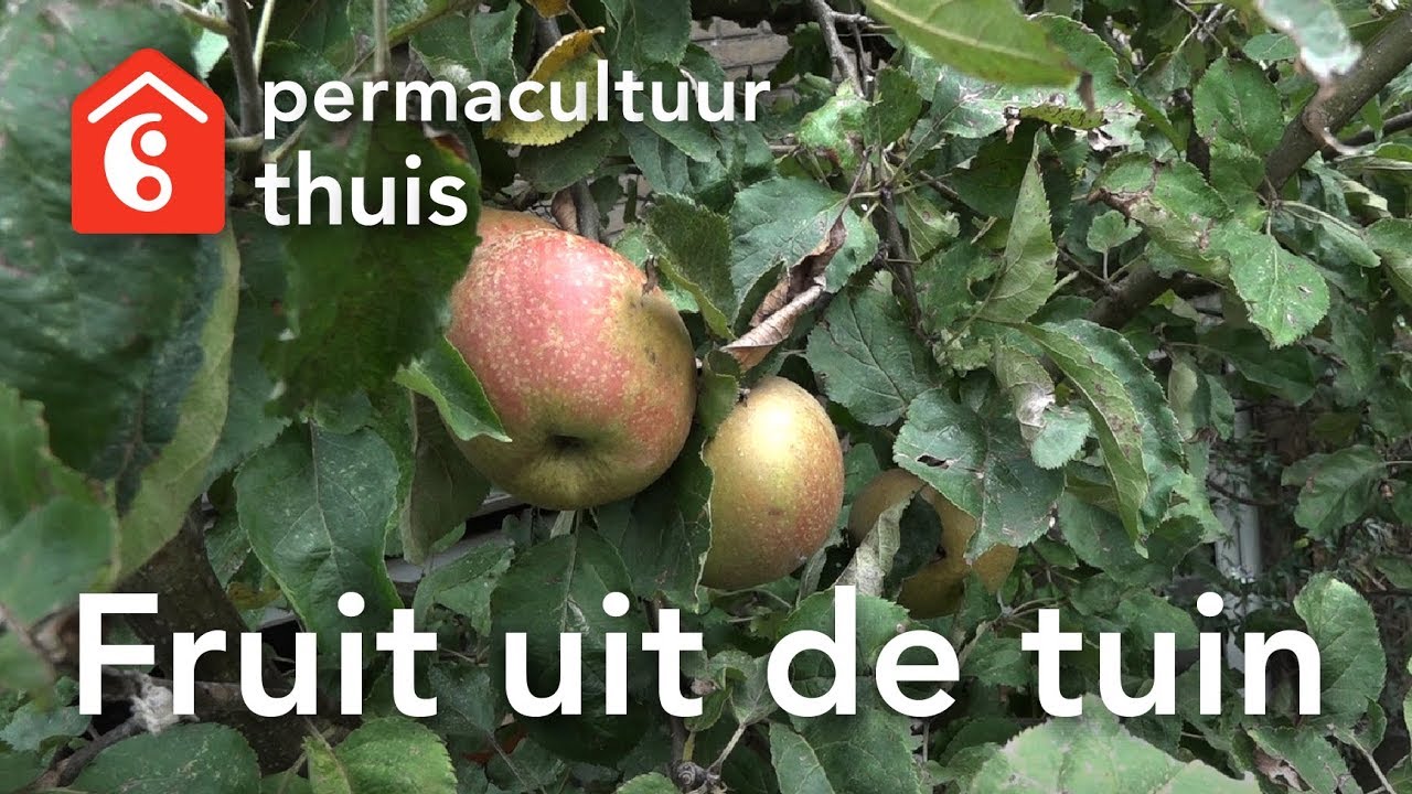 Fruit uit de tuin