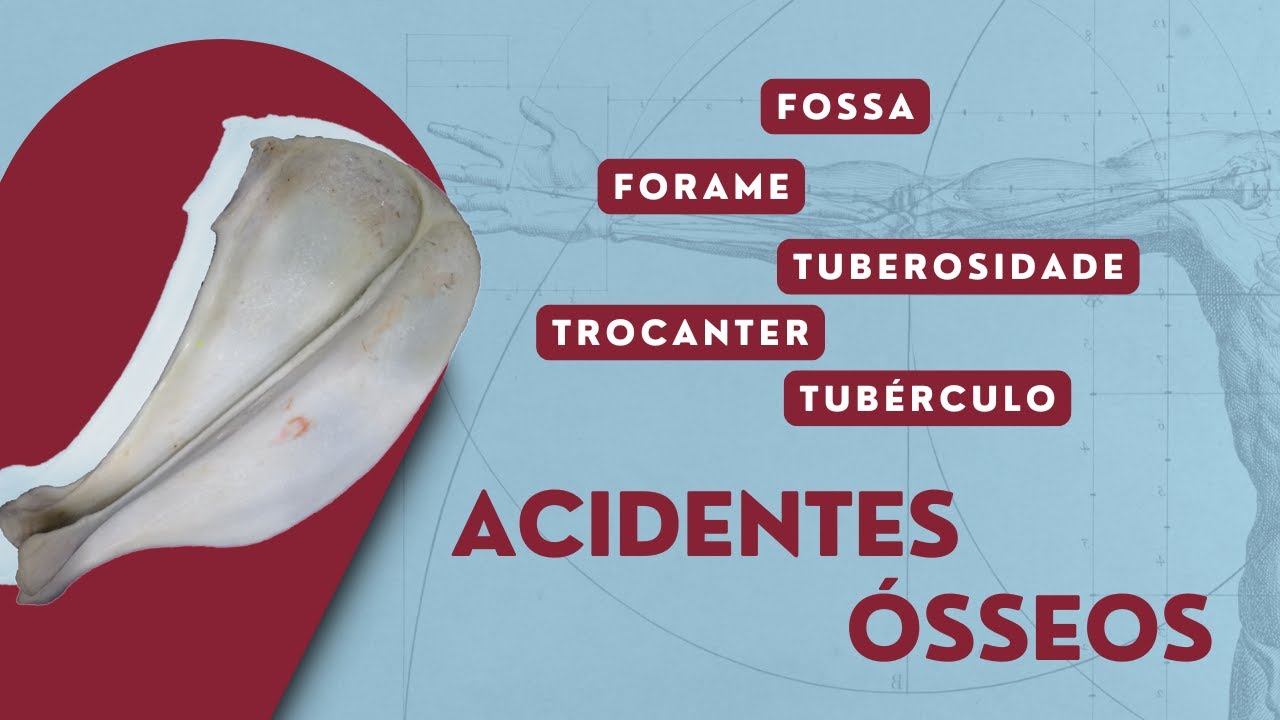 Acidentes Ósseos | Anatomia Veterinária | Anatomia Animal |