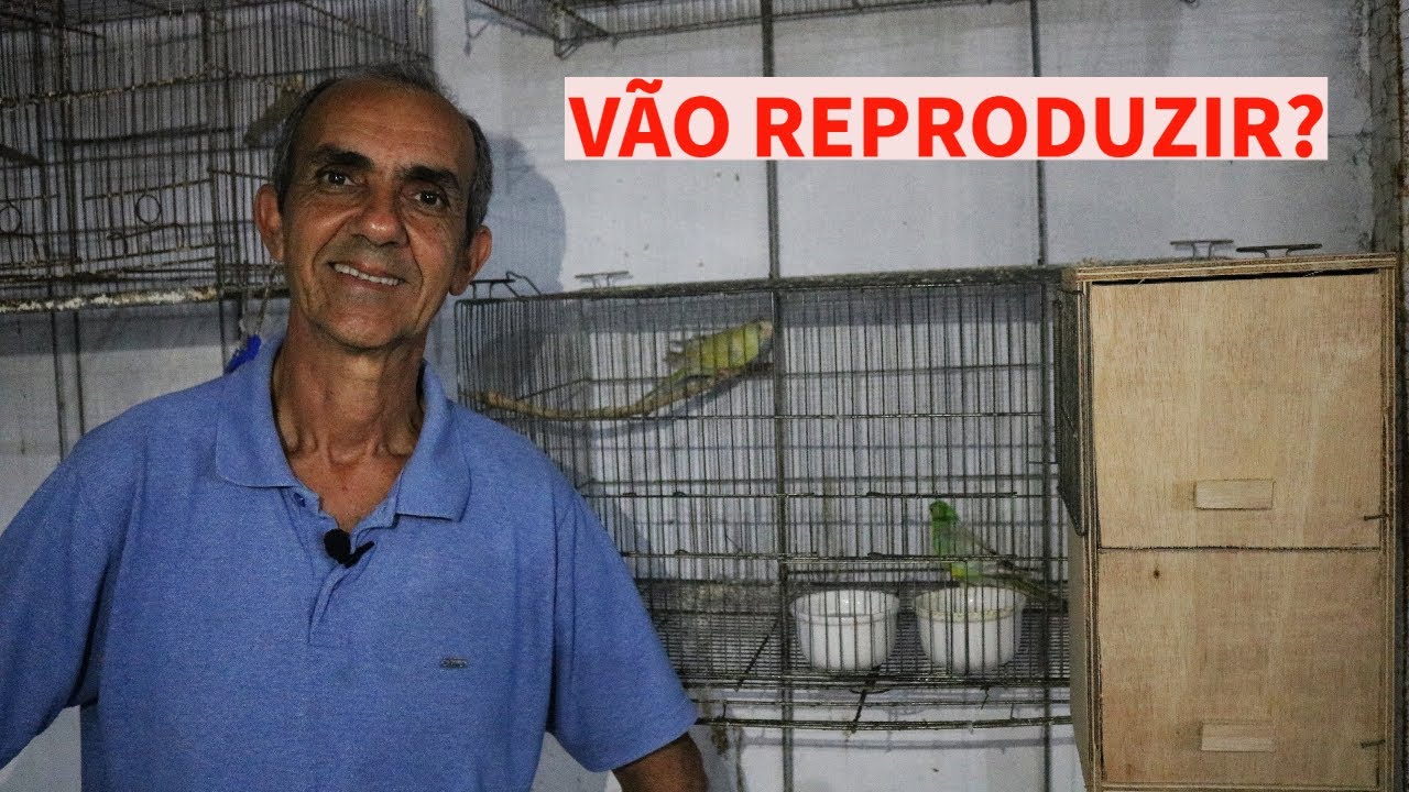 COLOQUEI NINHO PARA OS RED RUMPED