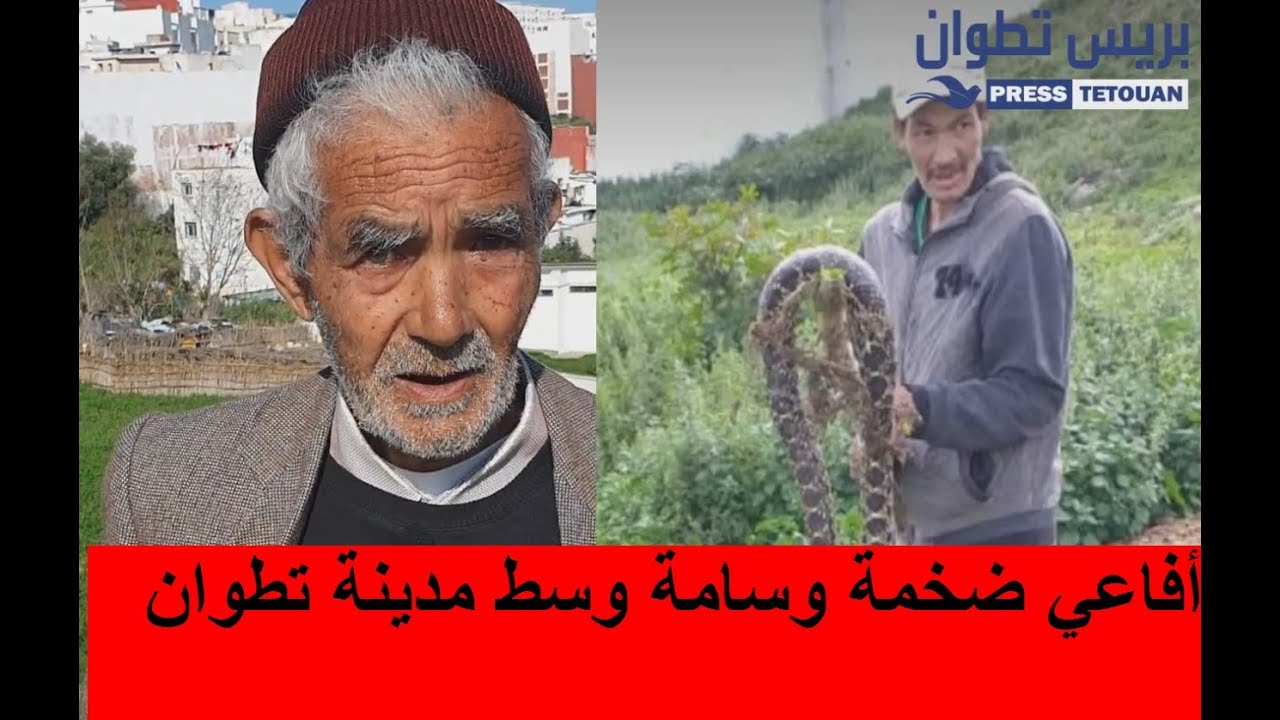 أفاعي ضخمة وسامة تهدد الساكنة وسط مدينة تطوان 🐍