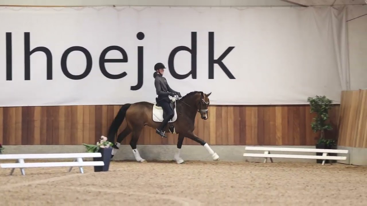 Hesselhoej.dk Sales horse