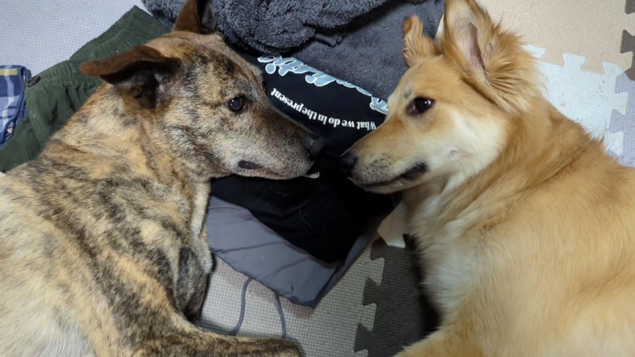 洗濯物を畳むのを仲良く邪魔する犬ども