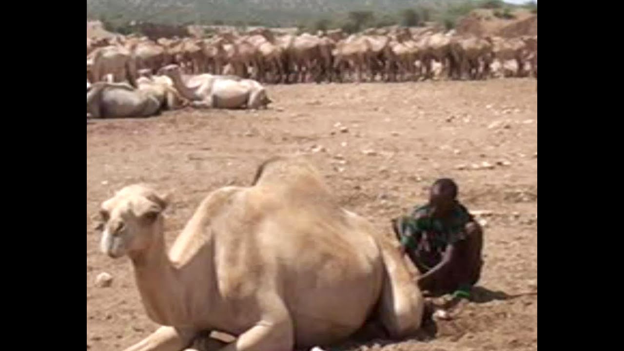 DAAWO - Ceelka Sulul oo kuyaala Deegaanka Sagag - 00 Kacaba Malaayiin Geela Sanadkiiba