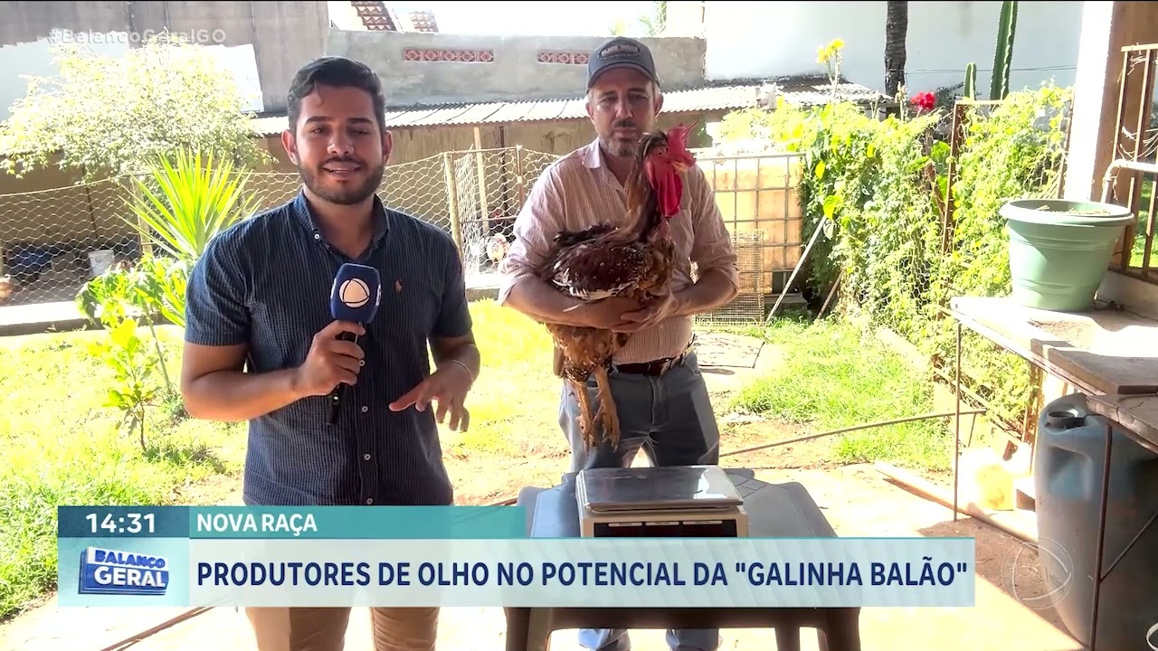 PRODUTORES DE OLHO NO POTENCIAL DA 'GALINHA BALÃO'