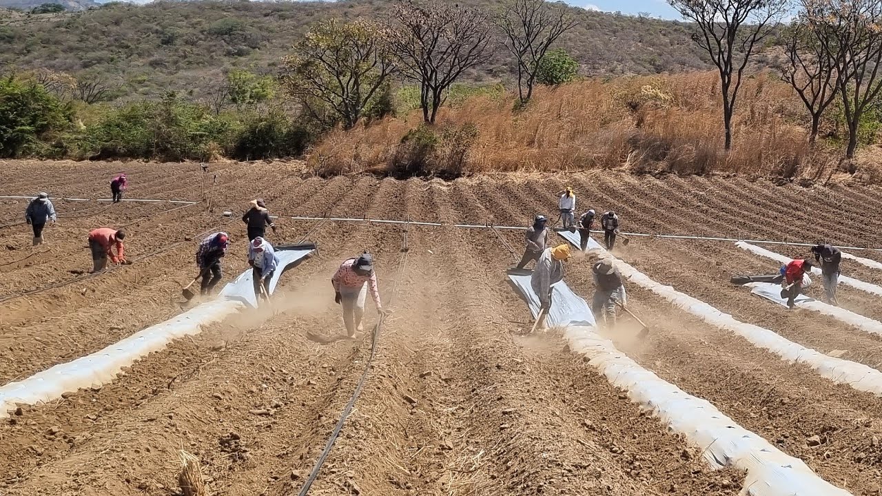 Victor López  .  está en vivo  Vida 💛  de campo