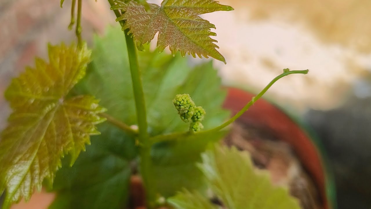 @grapes mein flower aane Lage#please subscribe my channel 🤍🥰