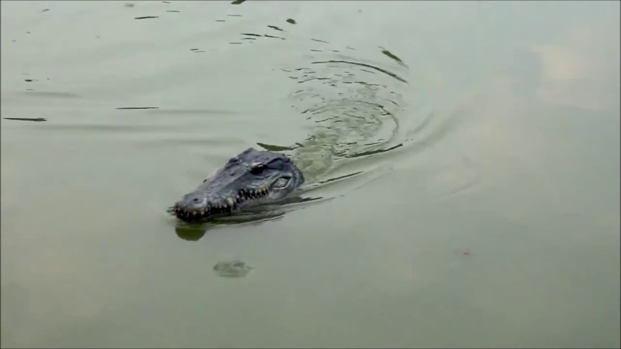 Krokodilkopf RC Boot - mit Fernsteuerung 🇨🇭🐊