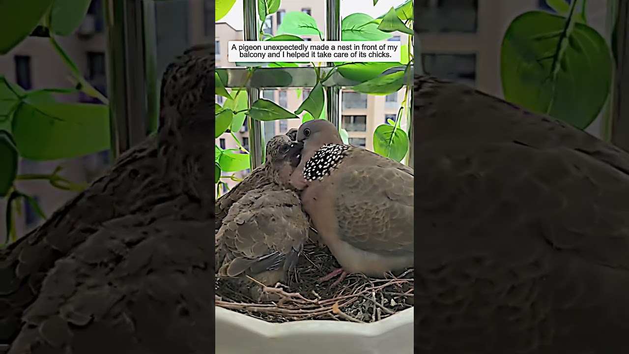A pigeon suddenly made a nest in front of my balcony and then #animalshorts