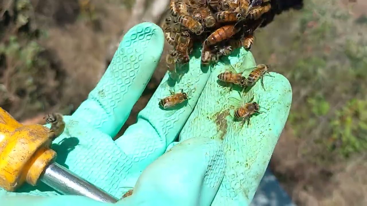 Troca de caixa velha por uma nova. 🐝