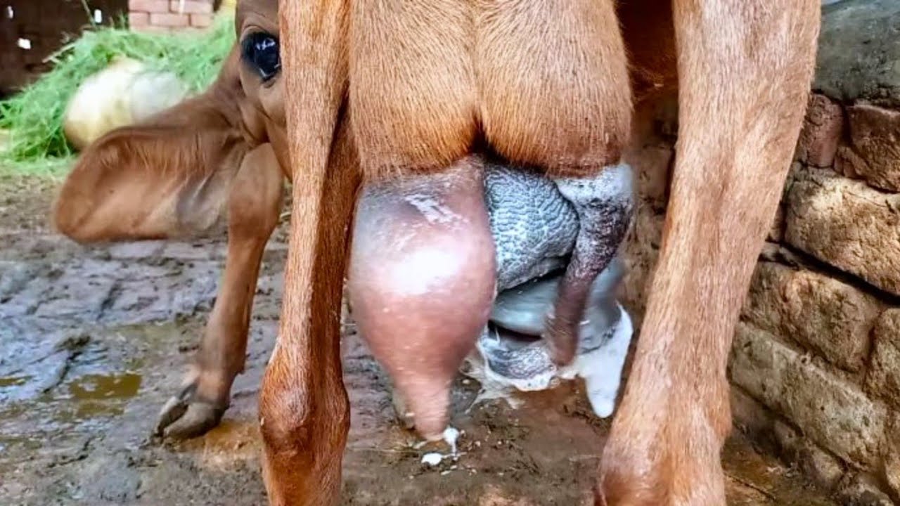goat milking || today calf drank milk well 😋