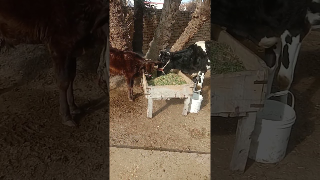ablak cow|#shorts  #villagelife  #ablak  #cowlover  #cow  #cowboy  #coweatinggrass |