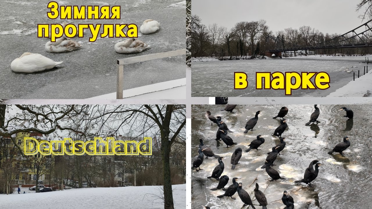 Снежный день немецком парке. Будни в Германии. Лебеди на морозе. Ловим короткие красоты зимы!