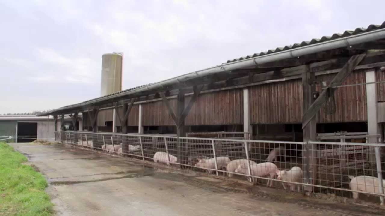 Feneberg VonHier - Schweinemastbetrieb Holland