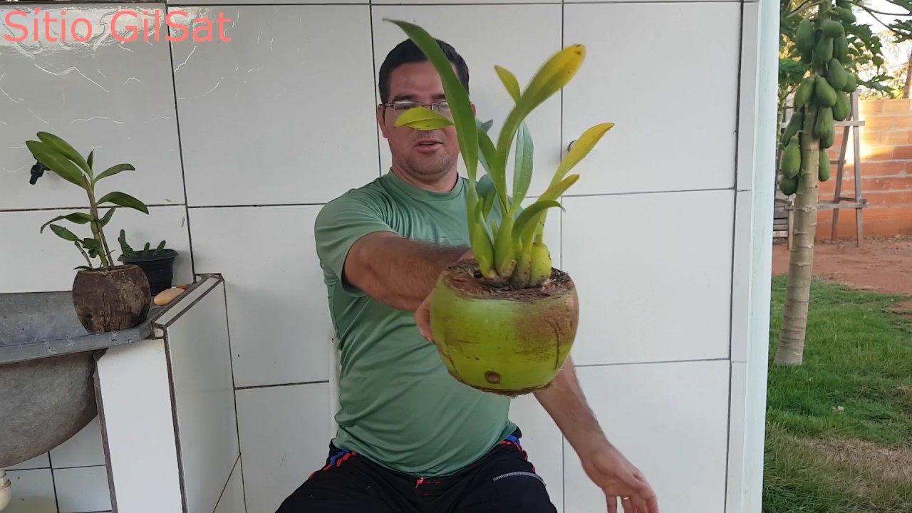 COM COCO VERDE VASO PARA ORQUÍDEA #SítioGilSat