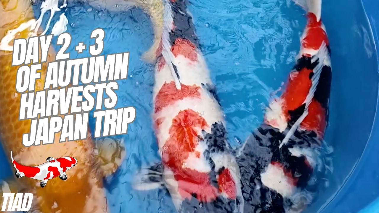 Day 2 and 3 of autumn buying trip to Japan to buy koi #koi #koicarp #fish