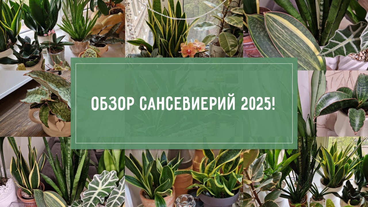 ОБЗОР моих САНСЕВИЕРИЙ май 2025