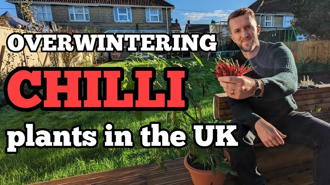 OVERWINTER your CHILLI plants! Great Autumn job for Spring success! #vegetablegarden #gardening