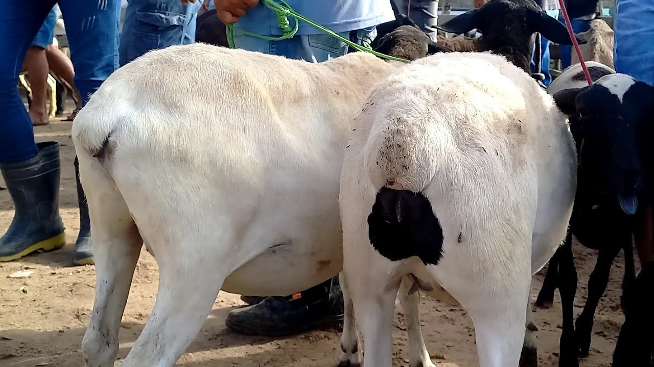 Feira de Ovelhas, Rações Capoeiras Pe.27/02/26